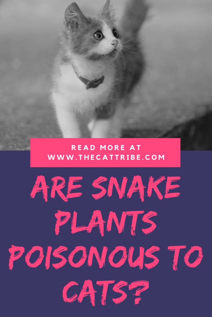 are-snake-plants-poisonous-to-cats