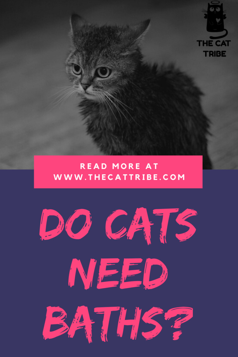 Do Cats Need Baths? The Best Step By Step Guide With 7 Steps To Bathe