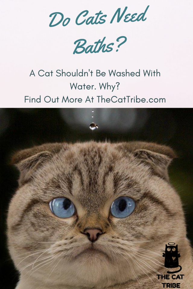 Do Cats Need Baths? The Best Step By Step Guide With 7 Steps To Bathe