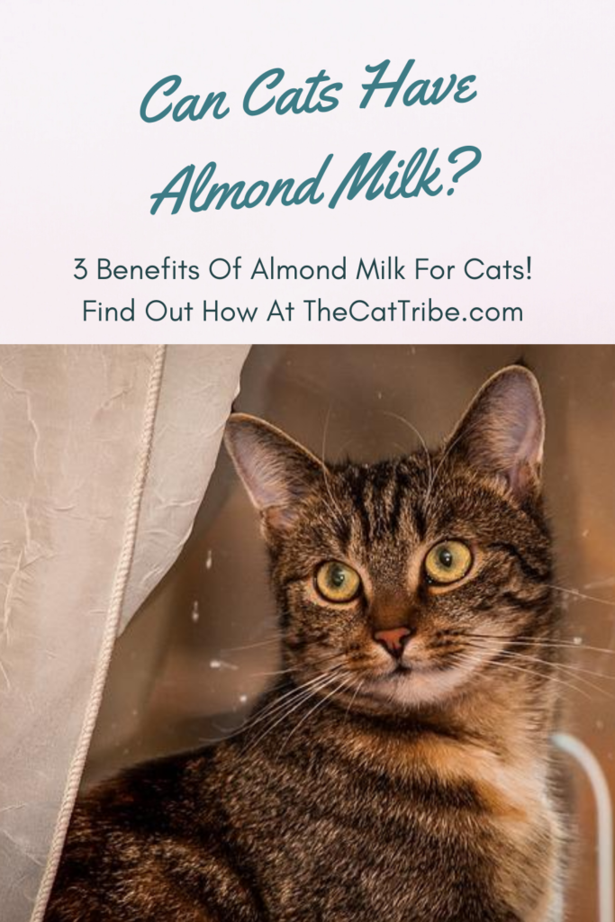 Can Cats Have Almond Milk? Find Out The 3 Best Benefits Of ...