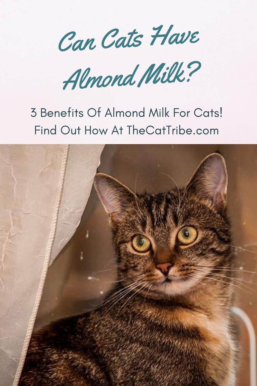 Can Cats Have Almond Milk? Find Out The 3 Best Benefits Of Almond Milk