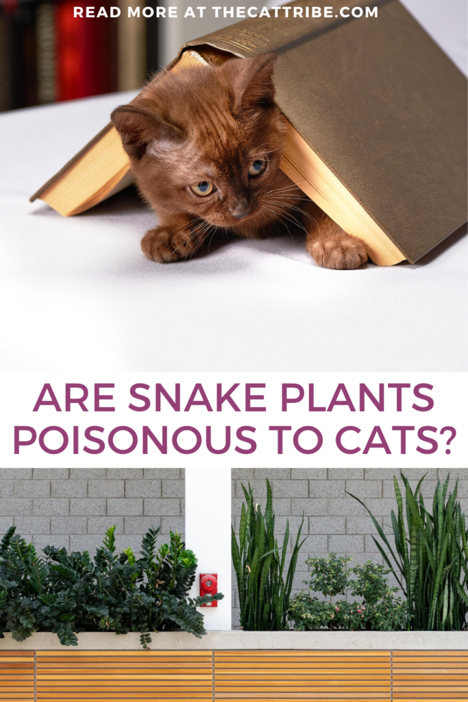 are-snake-plants-poisonous-to-cats