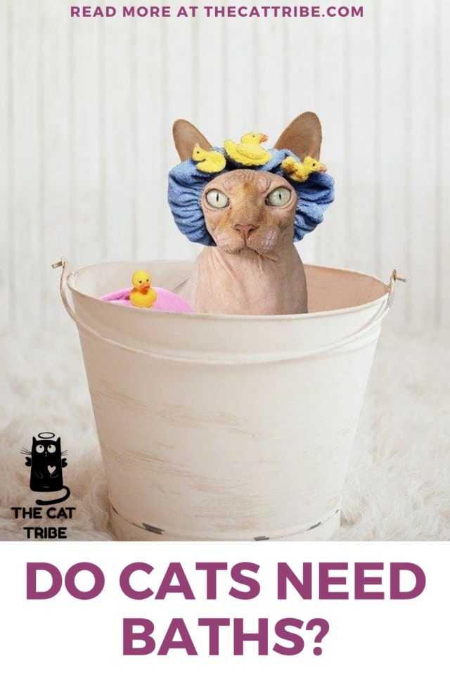 Do Cats Need Baths? The Best Step By Step Guide With 7 Steps To Bathe