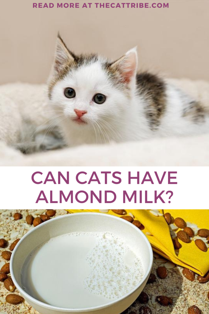 Can Cats Have Almond Milk? Find Out The 3 Best Benefits Of ...