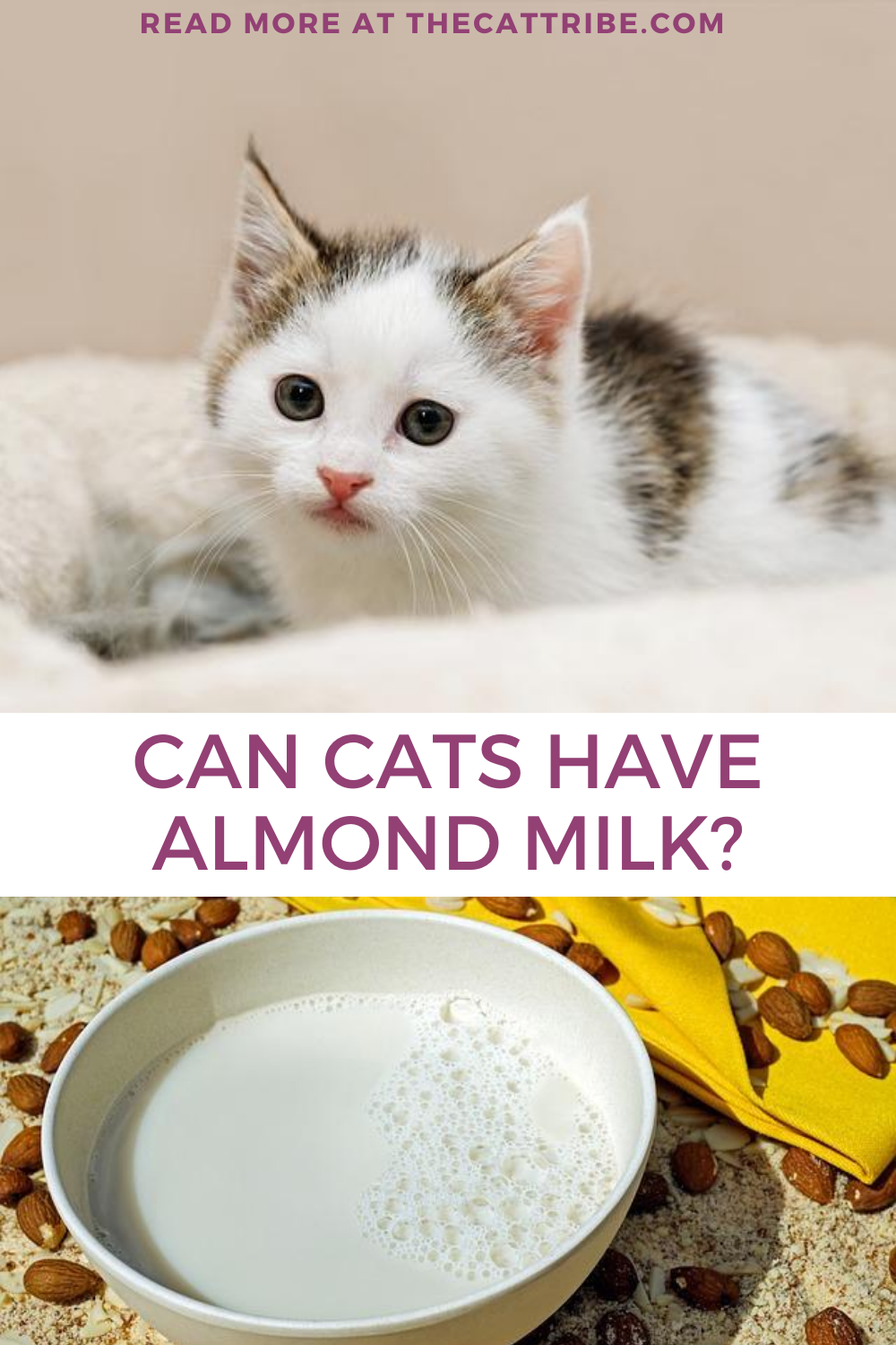 Can Cats Have Almond Milk? Find Out The 3 Best Benefits Of Almond Milk