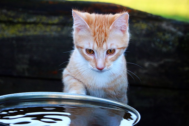 do-cats-need-baths