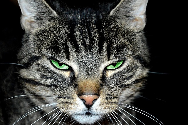 Are Snake Plants Poisonous To Cats 2 Amazing Benefits For Snake Plants 