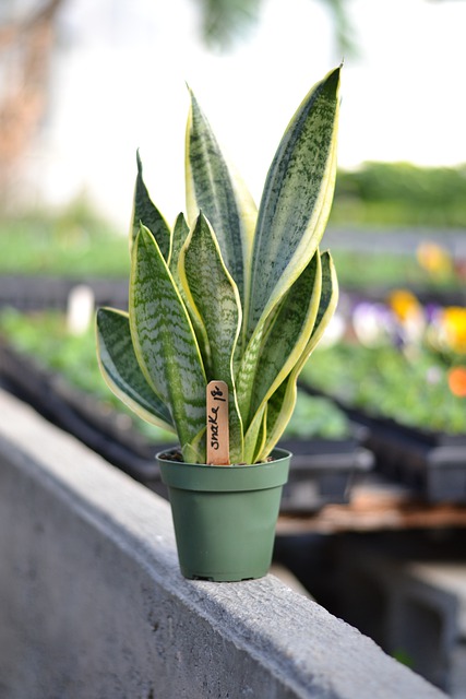 are-snake-plants-poisonous-to-cats