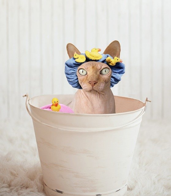 do-cats-need-baths