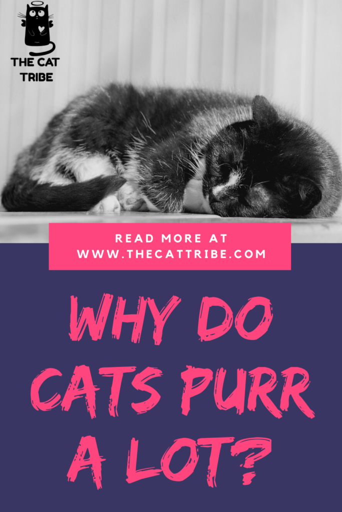 why-do-cats-purr-a-lot