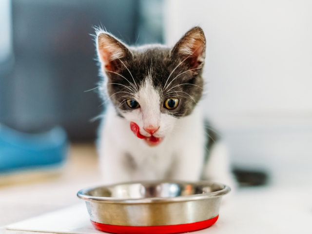 can-cats-have-chocolate-ice-cream