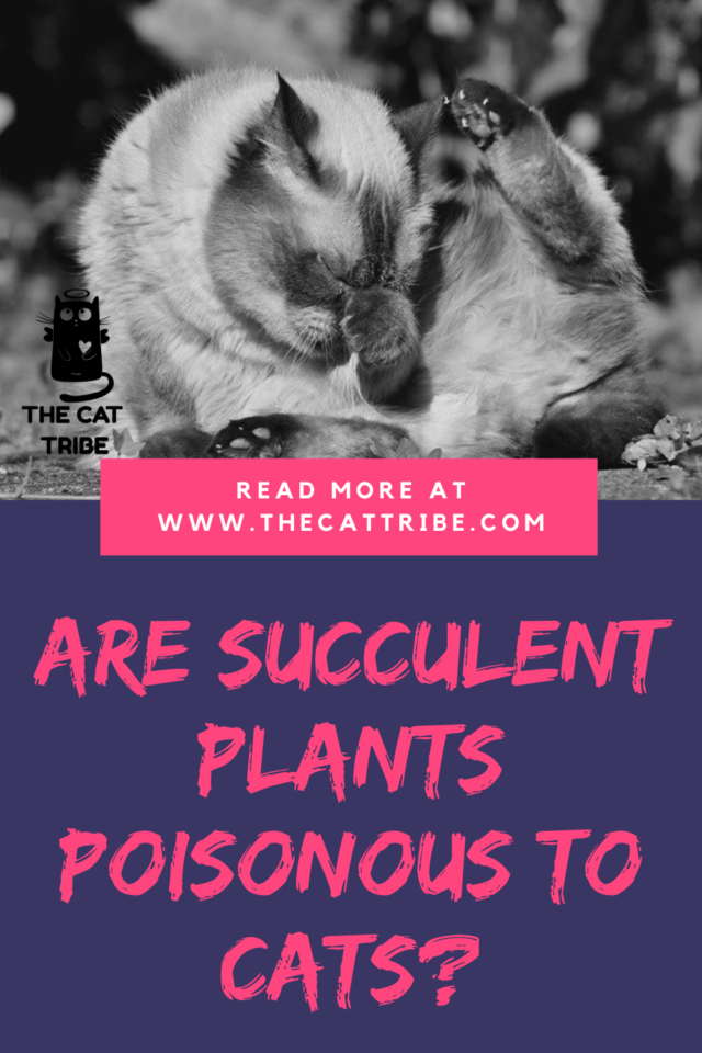 Are Succulent Plants Poisonous To Cats? 8 Beautiful Yet Harmful