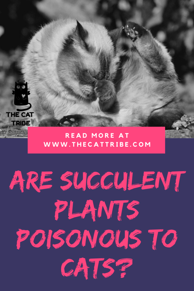 are-succulent-plants-poisonous-to-cats