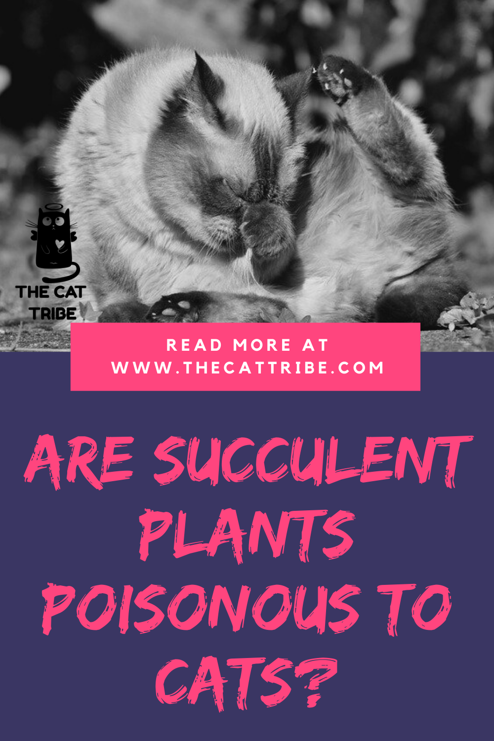 Are Succulent Plants Poisonous To Cats? 8 Beautiful Yet Harmful