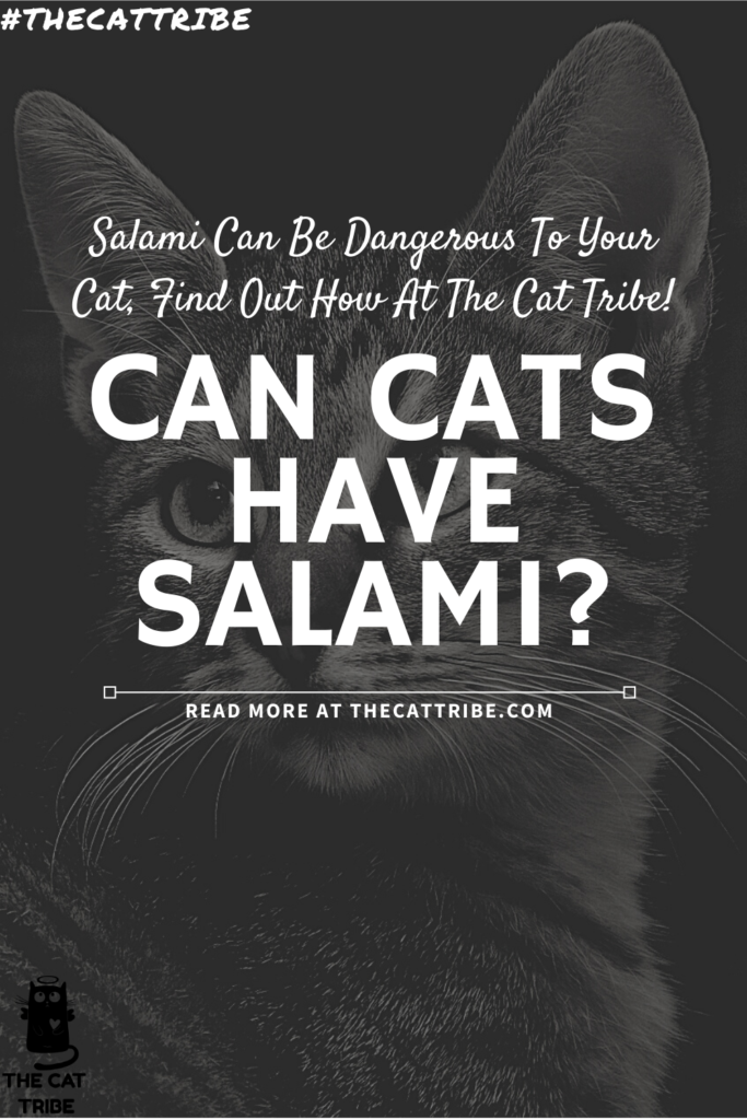 can-cats-have-salami