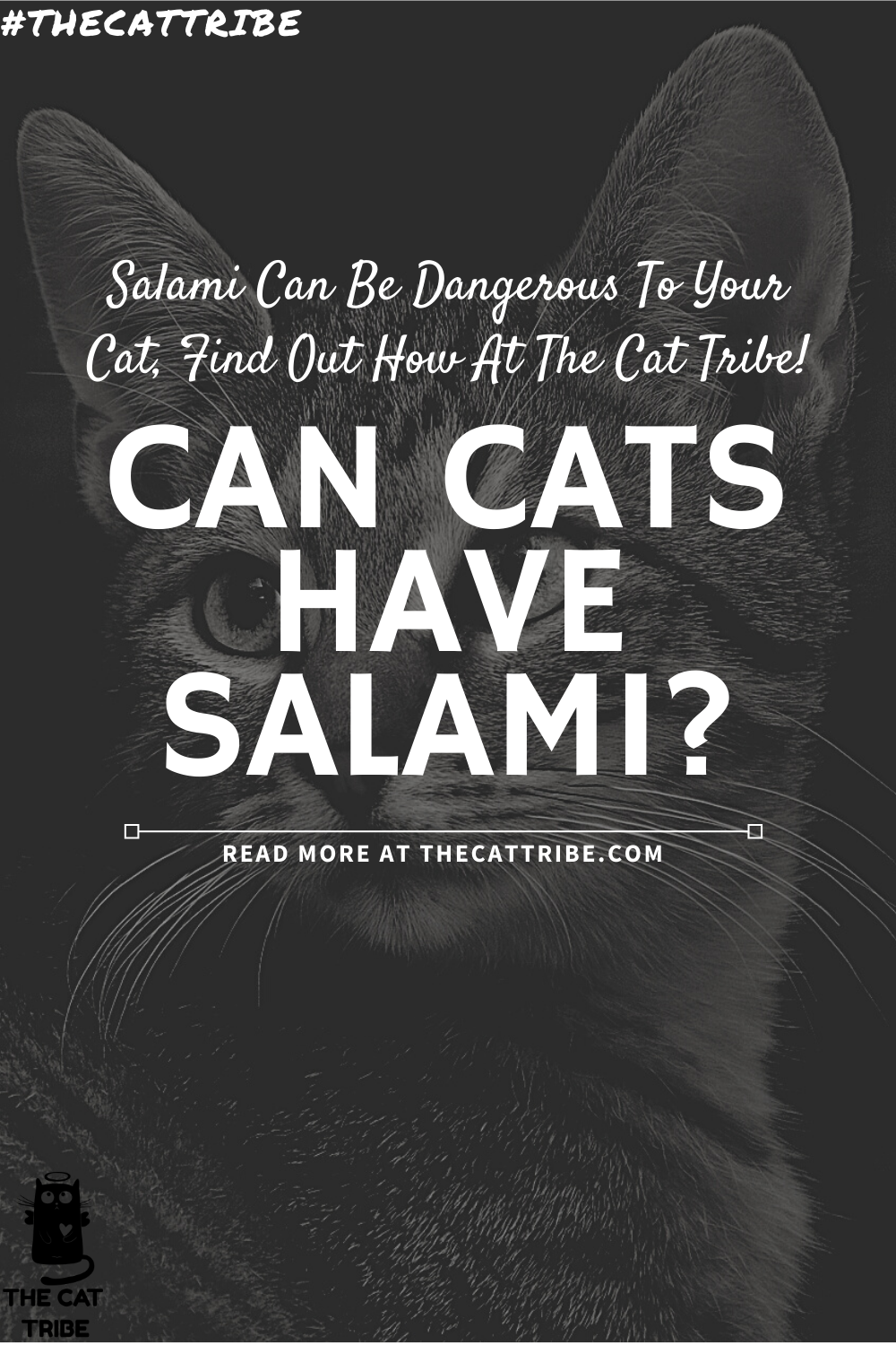 Can Cats Have Salami? 5 LifeThreatening Conditions To Your Cat To Consider! The Cat Tribe