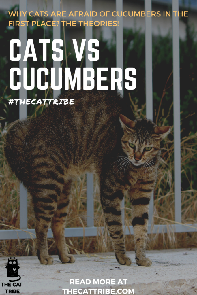 cats-vs-cucumbers