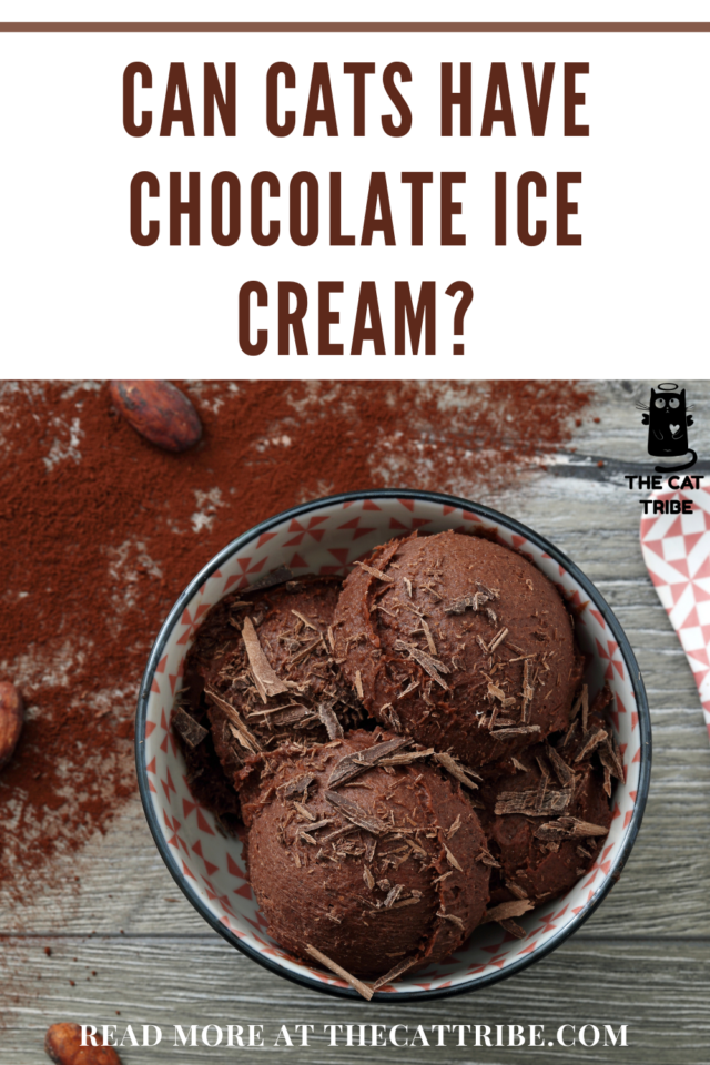 Can Cats Have Chocolate Ice Cream? You Must Check These 3 Aspects To