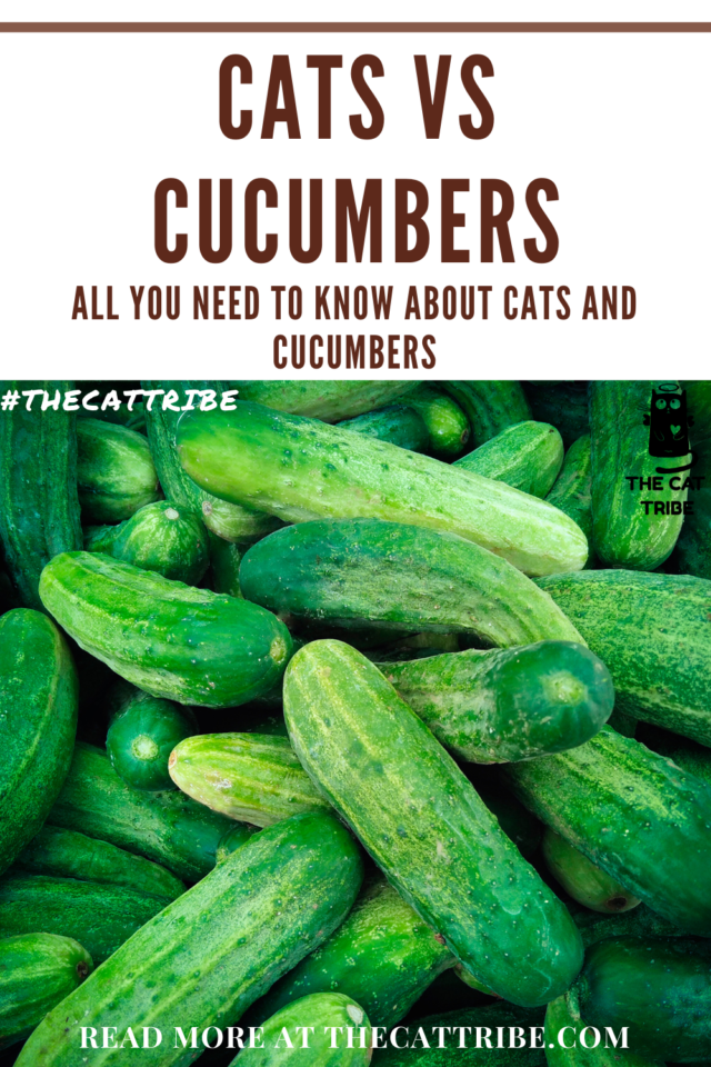 Cats VS Cucumbers The 1 Scary Truth About Cats Vs. Cucumbers The