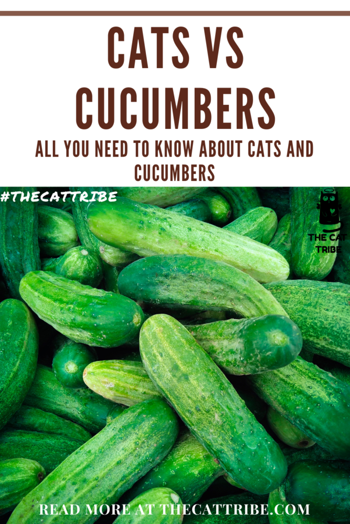cats-vs-cucumbers