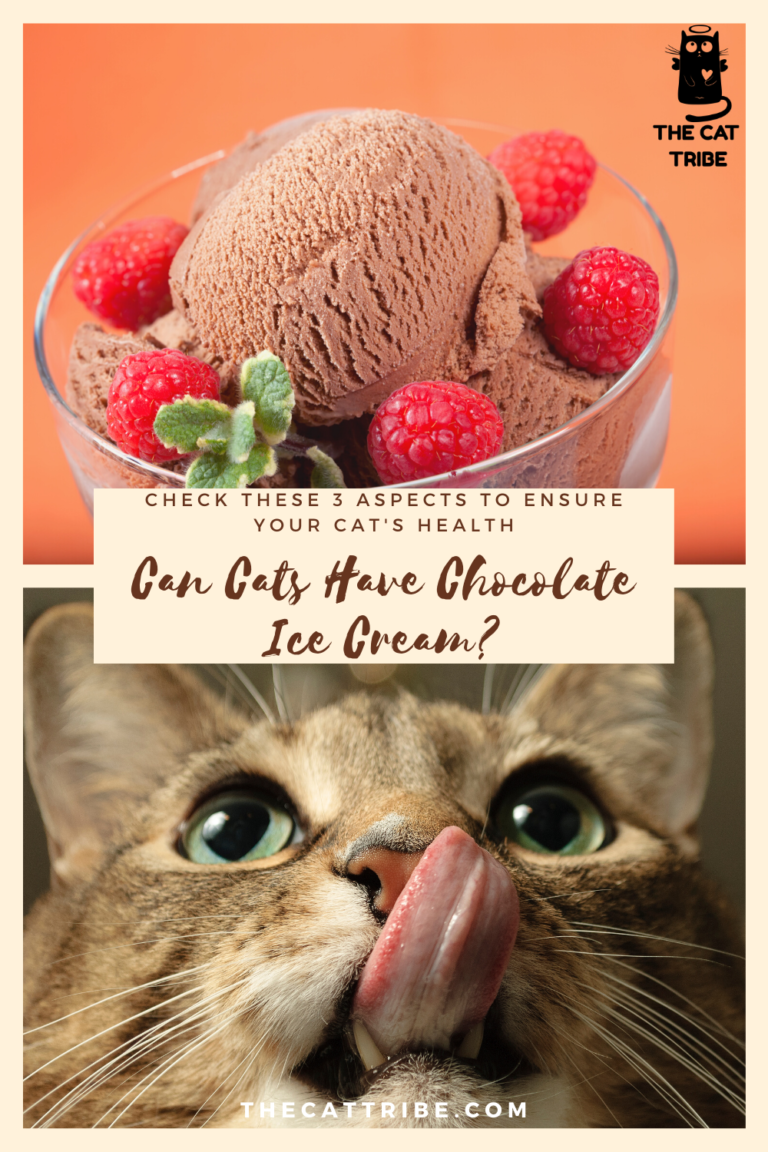 Can Cats Have Chocolate Ice Cream? You Must Check These 3 Aspects To