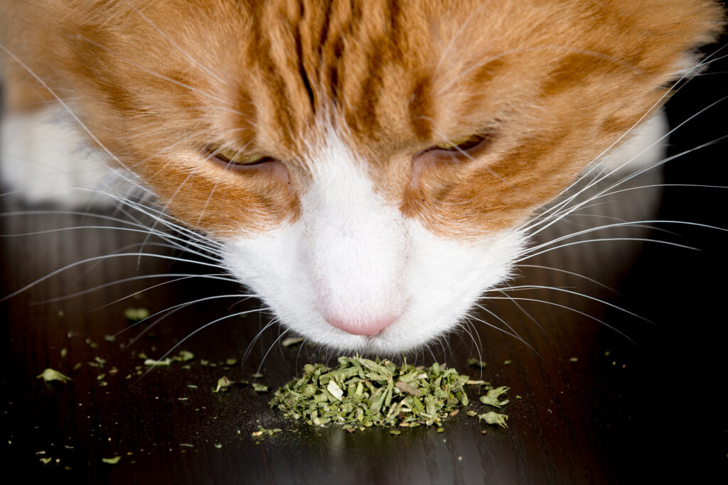 is-catnip-good-for-cats