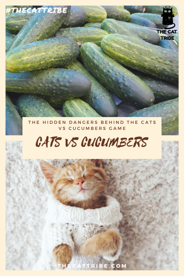 Cats VS Cucumbers The 1 Scary Truth About Cats Vs. Cucumbers The