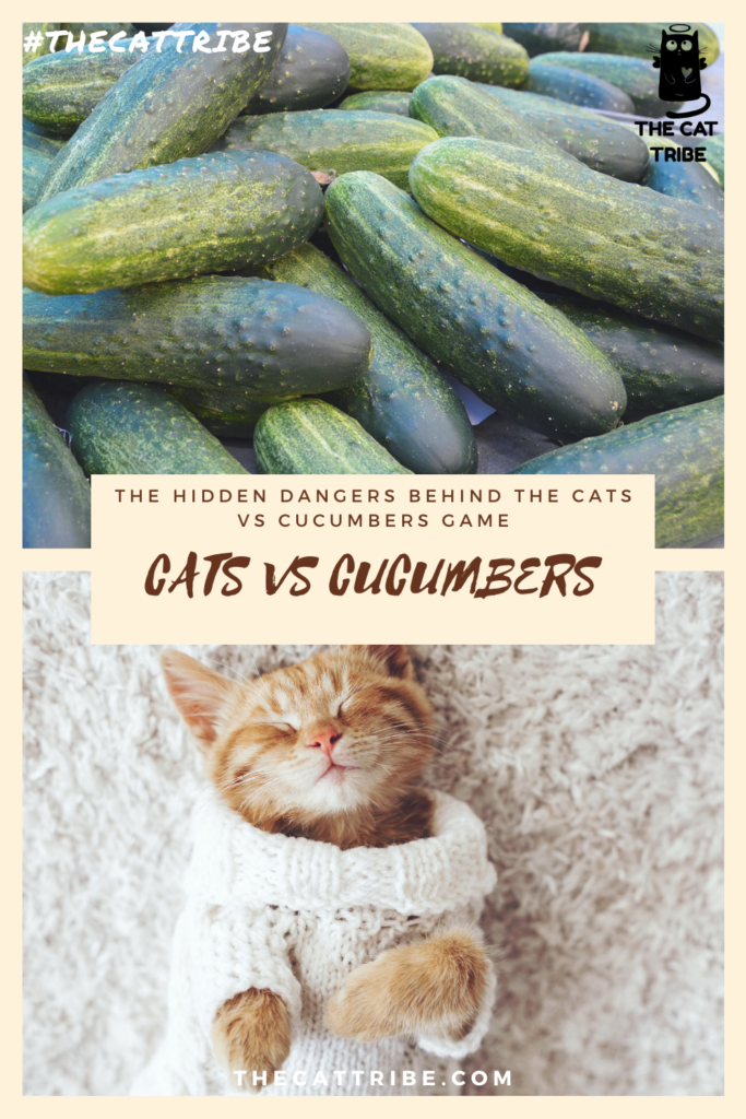 cats-vs-cucumbers