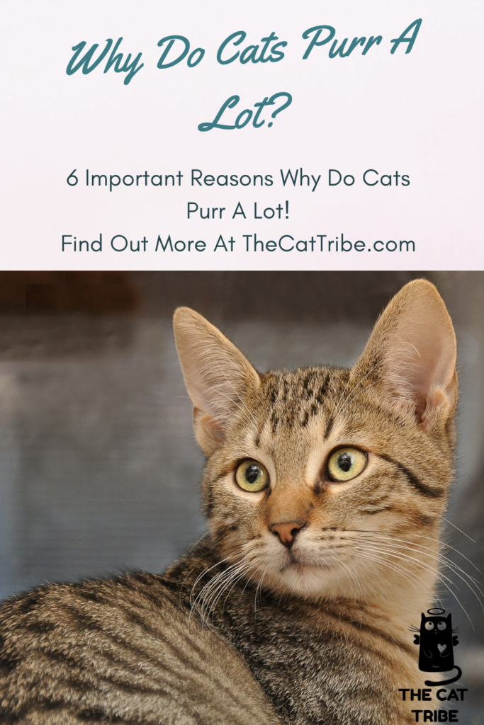 why-do-cats-purr-a-lot