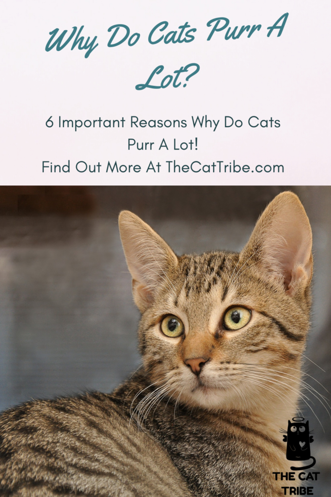 Why Do Cats Purr A Lot? 6 Important Reasons Why Do Cats Purr A Lot! The Cat Tribe