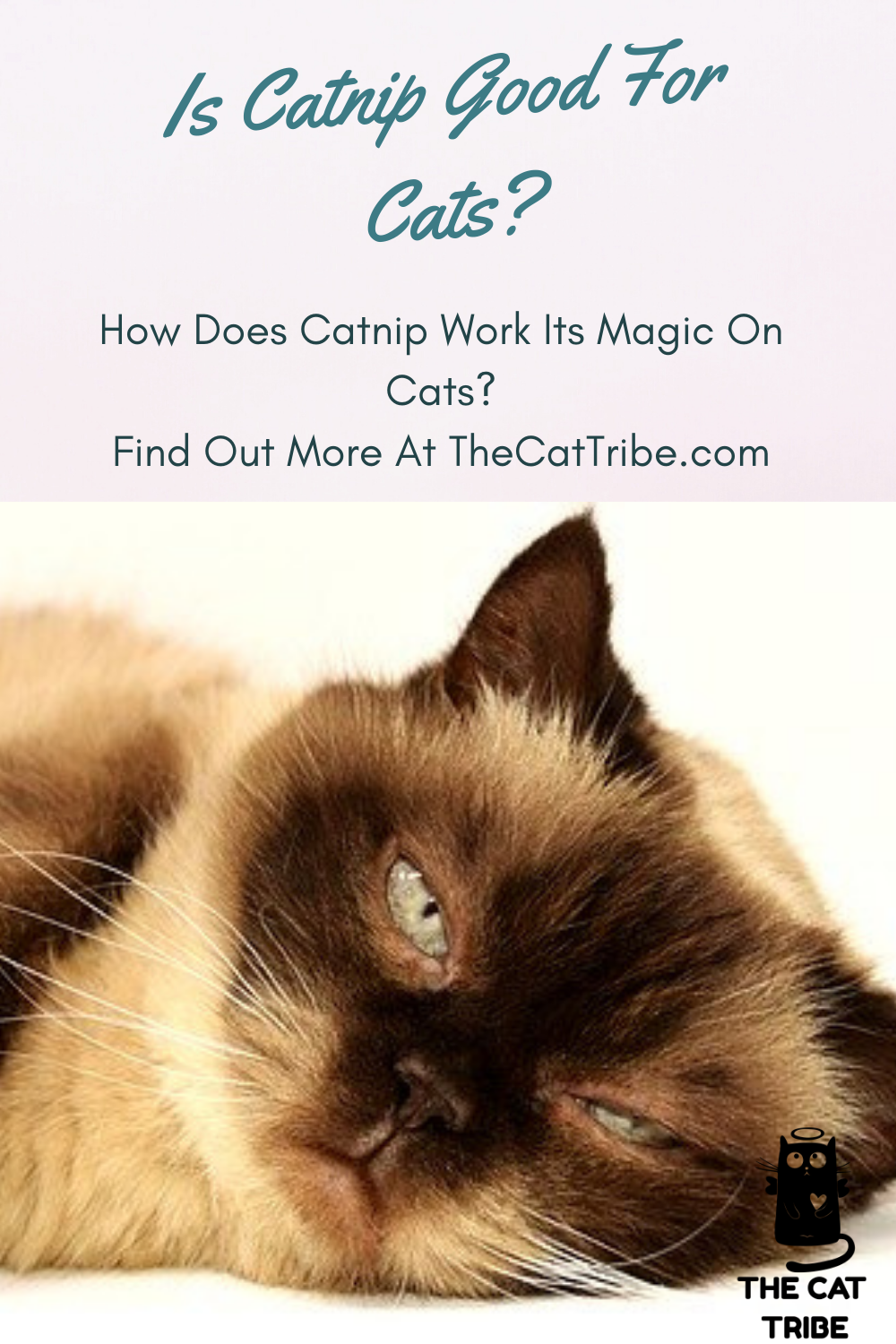 Is Catnip Good For Cats? The Best 3 Catnip Products For Your Cat The
