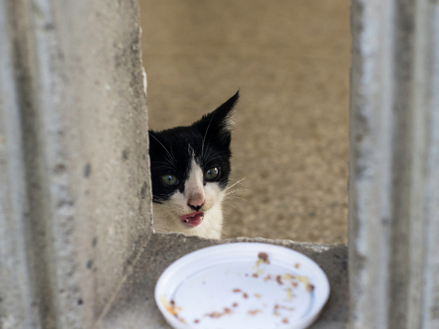 can-cats-have-chocolate-ice-cream