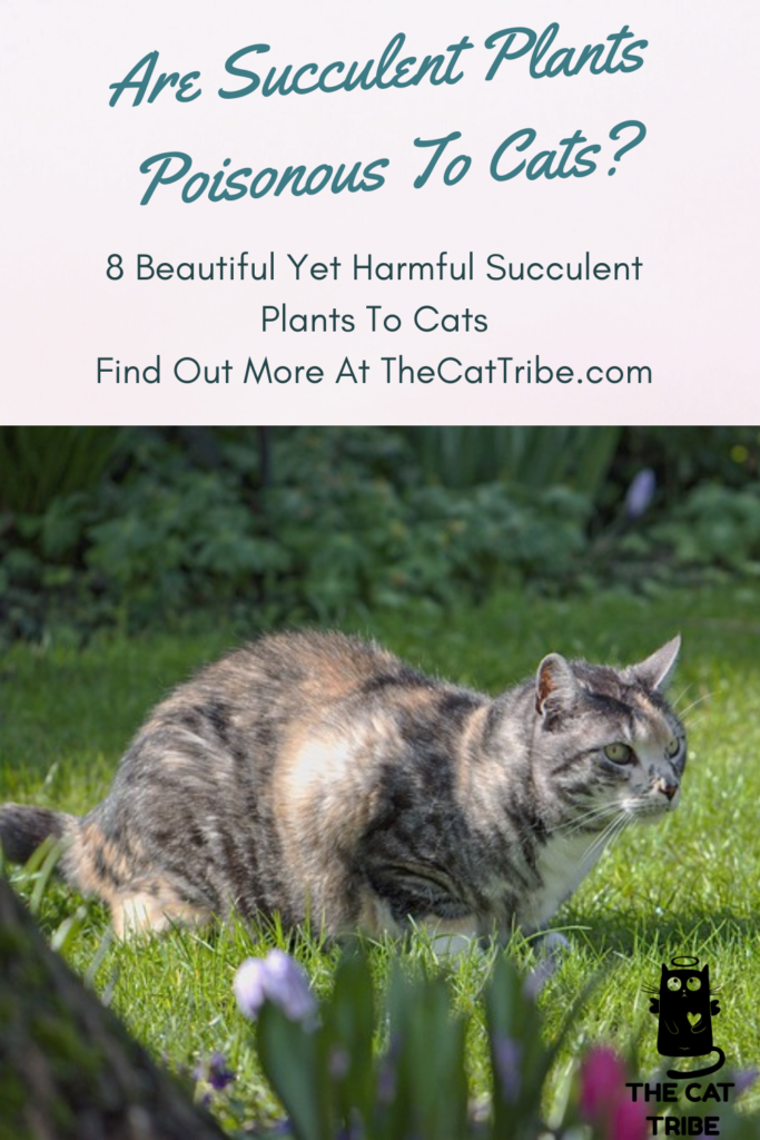are-succulent-plants-poisonous-to-cats