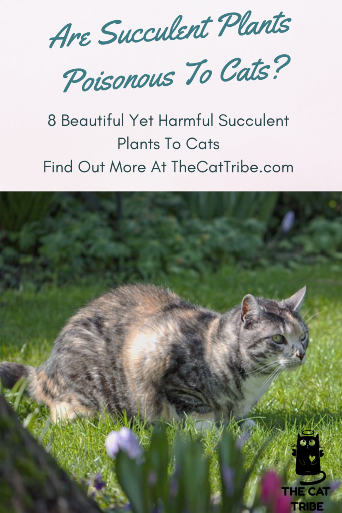 Are Succulent Plants Poisonous To Cats? 8 Beautiful Yet ...