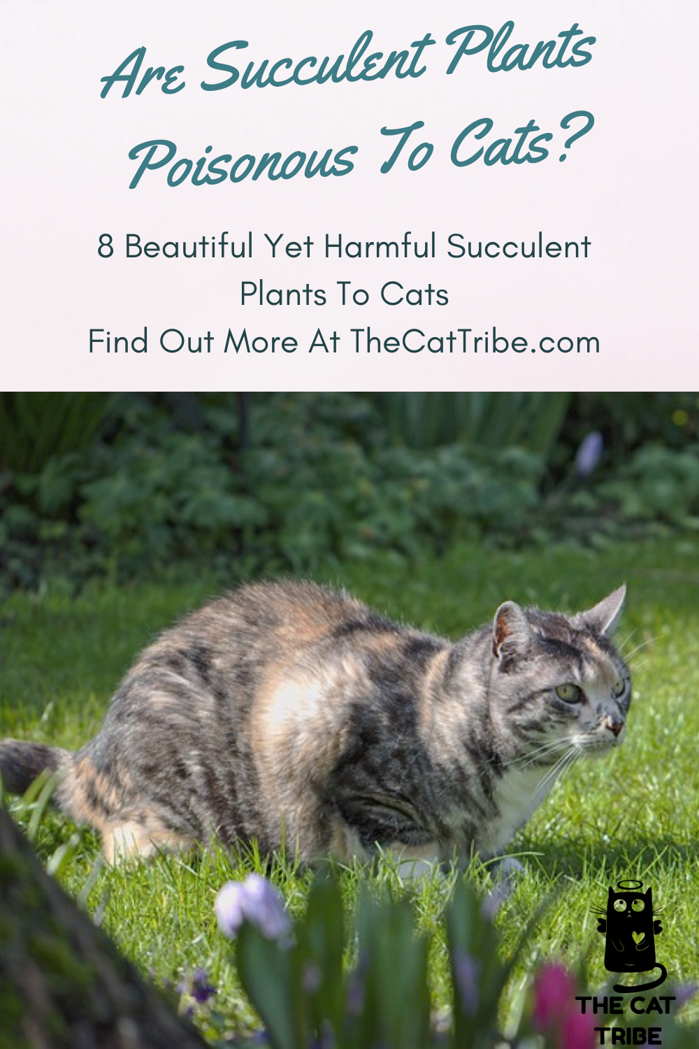 Are Succulent Plants Poisonous To Cats? 8 Beautiful Yet Harmful