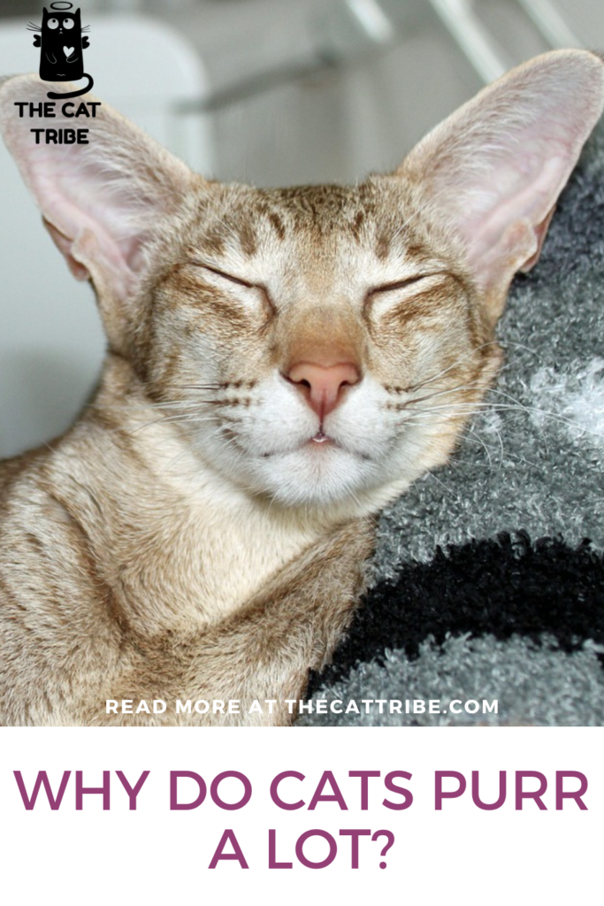 Why Do Cats Purr A Lot? 6 Important Reasons Why Do Cats Purr A Lot