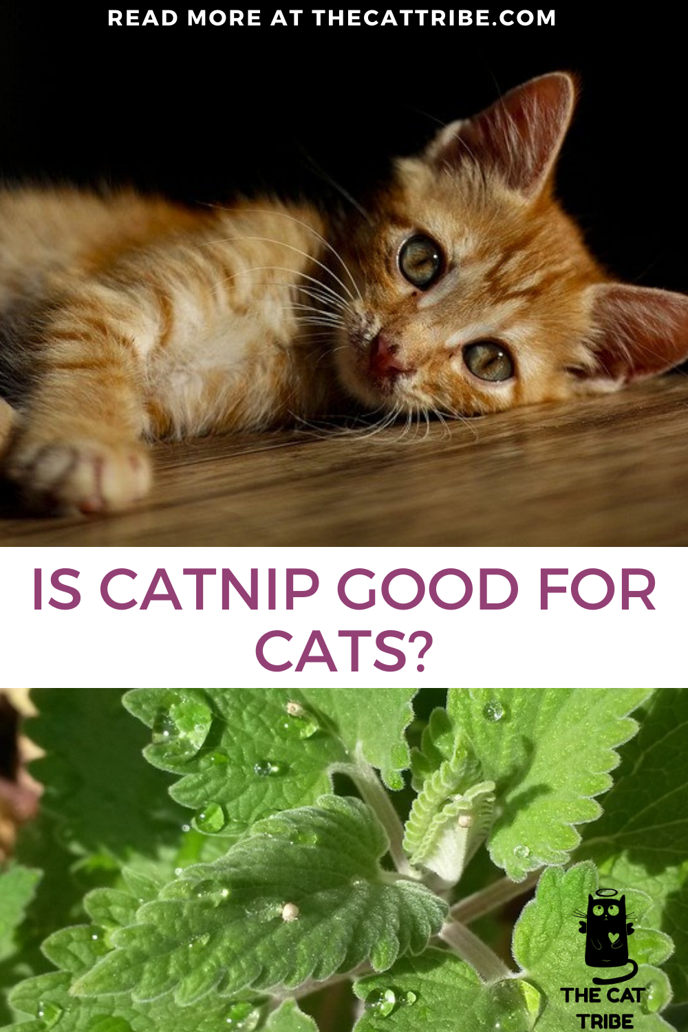 Is Catnip Good For Cats? The Best 3 Catnip Products For Your Cat | The ...