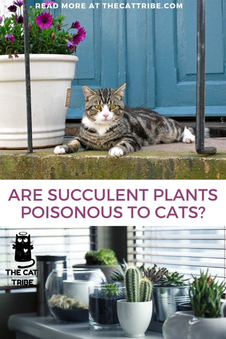 Are Succulent Plants Poisonous To Cats? 8 Beautiful Yet Harmful
