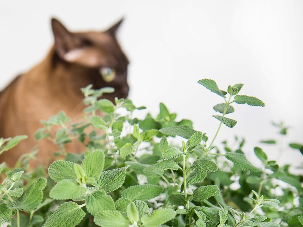 is-catnip-good-for-cats