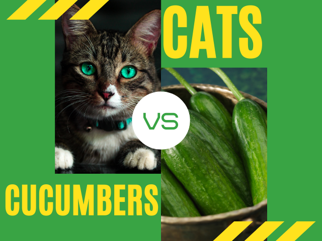 cats-vs-cucumbers