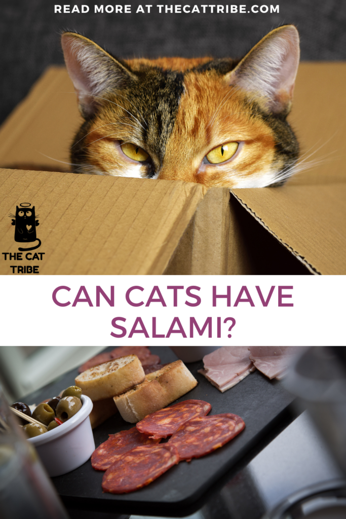 can-cats-have-salami