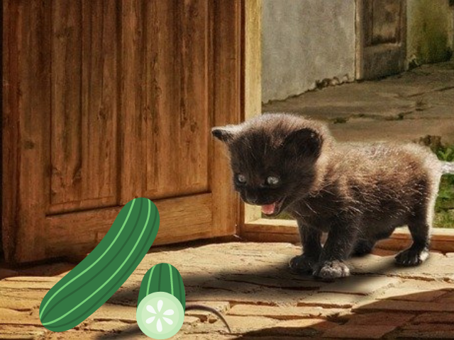 cats-vs.-cucumbers