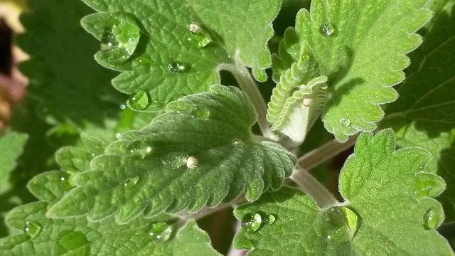 is-catnip-good-for-cats