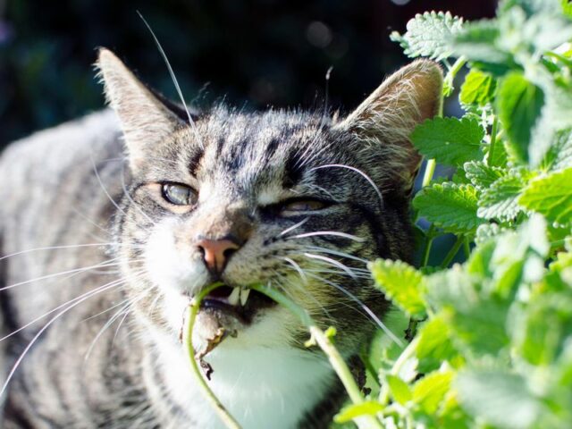 is-catnip-good-for-cats