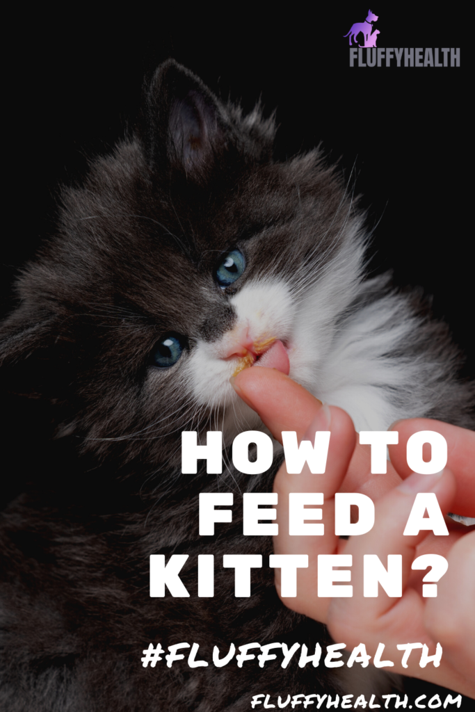 how-to-feed-a-kitten