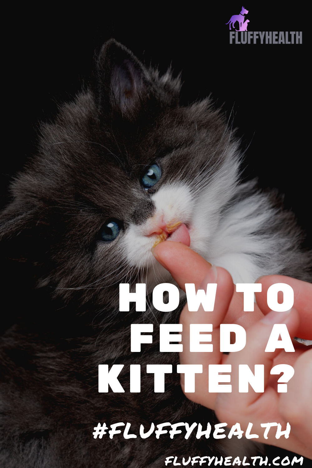Your kitten