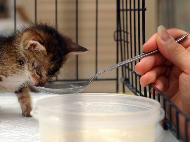 how-to-feed-a-kitten