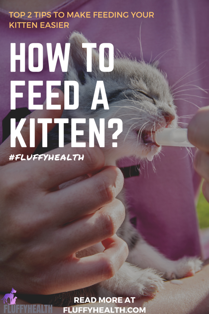 how-to-feed-a-kitten