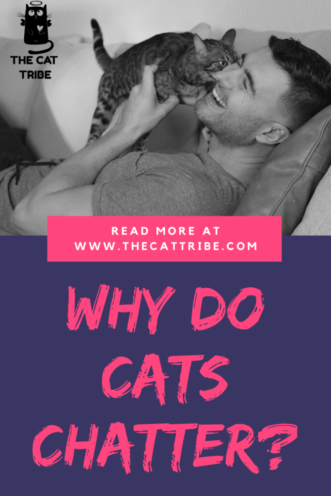 Why-Do-Cats-Chatter