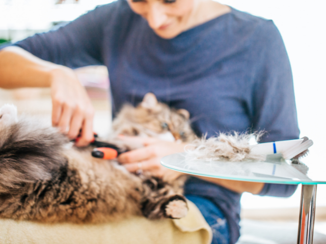How-To-Clean-Cat-Hair-Off-A-Sofa